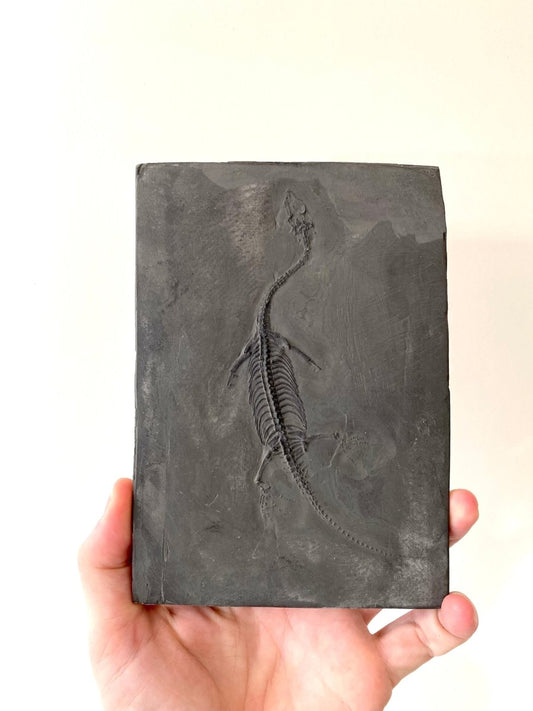 Keichousaurus Hui fossil, marine reptile - FossilsAndMore