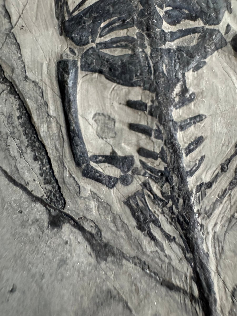 Keichousaurus hui Fossil Marine Reptile (6.49") – Triassic, China - FossilsAndMore