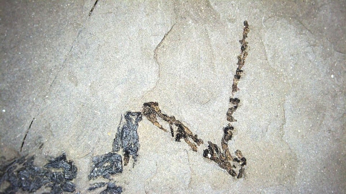 Keichousaurus hui Fossil Marine Reptiles, 2 specimens (7.27") from Triassic, China - FossilsAndMore