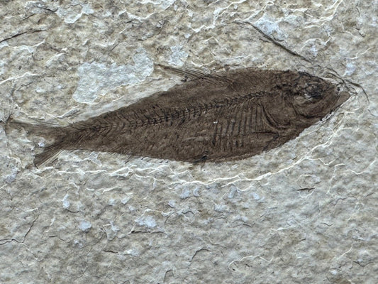 Knightia eoceana Fossil Fish from Green River Formation, USA (2.52") - FossilsAndMore