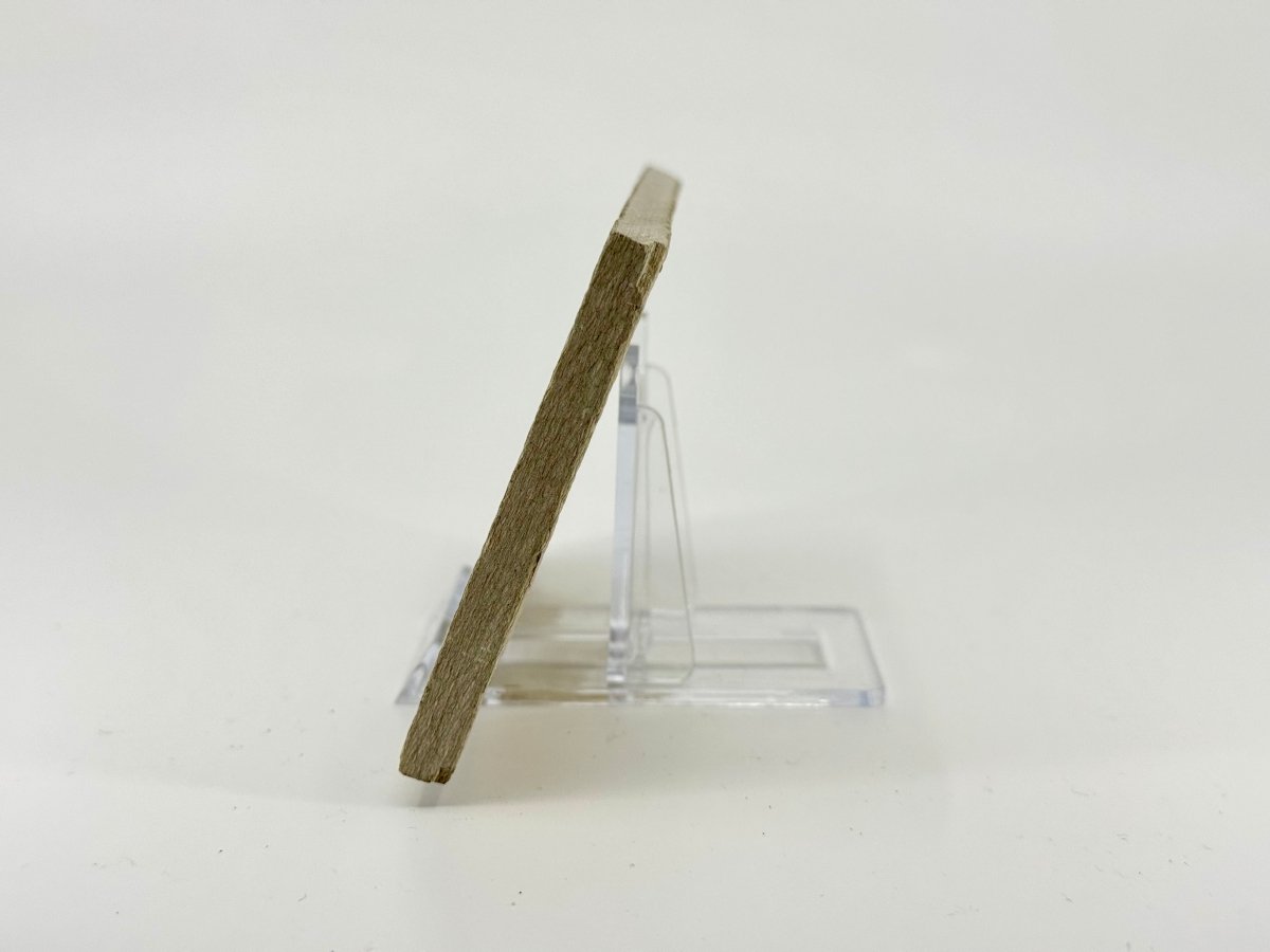 Knightia eoceana Fossil Fish from Green River Formation, USA (2.72") - FossilsAndMore