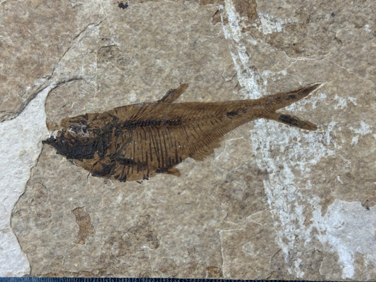 Knightia eoceana Fossil Fish from Green River Formation, USA (3.37") - FossilsAndMore