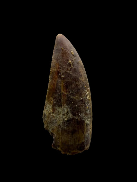 Kryptops palaios Fossil Dinosaur Tooth from Cretaceous, Niger (0.92") - FossilsAndMore