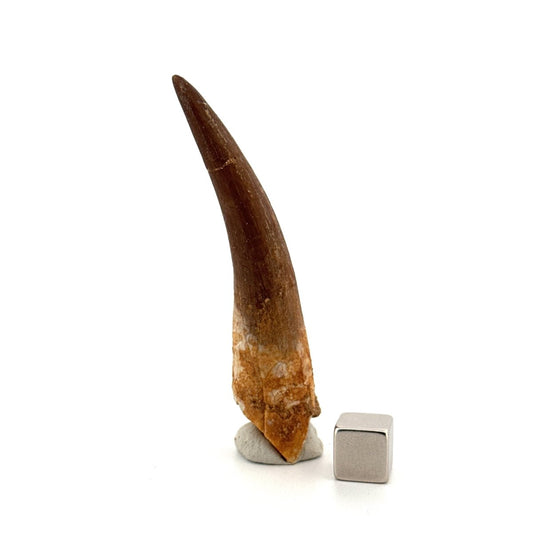 Large Zarafasaura oceanis Fossil Tooth (2.91") from Morocco - FossilsAndMore