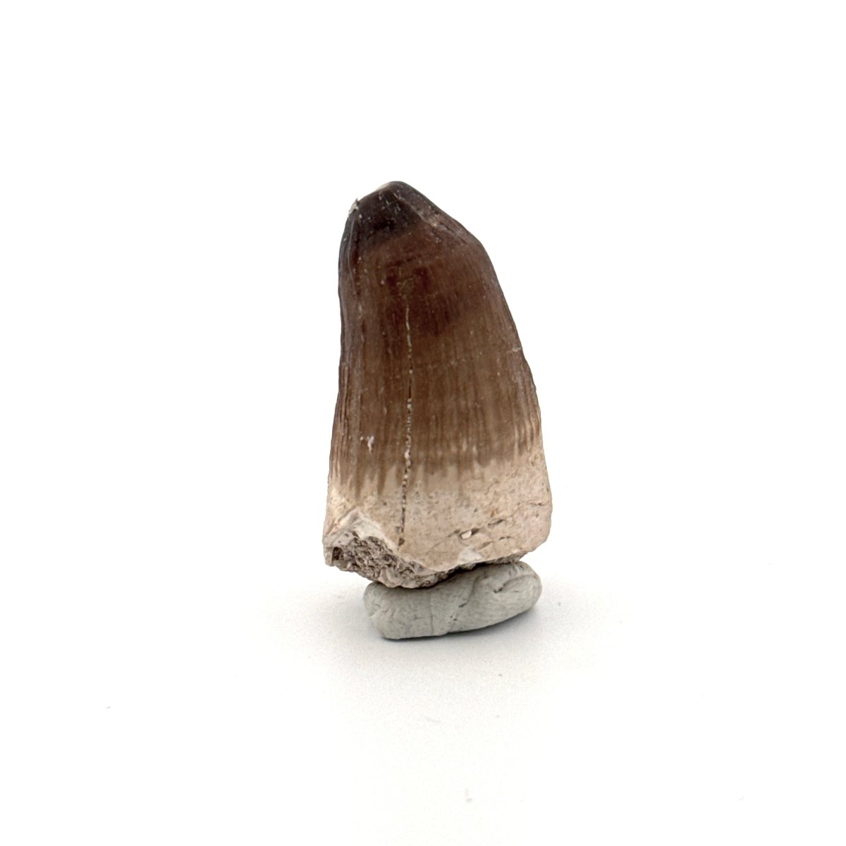 Maroccosuchus zennaroi Fossil tooth (1.35") from Morocco - FossilsAndMore