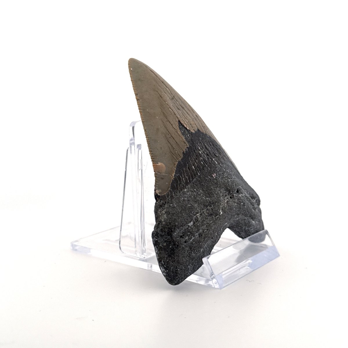 Megalodon tooth fossil (3.35") from Miocene, USA - FossilsAndMore