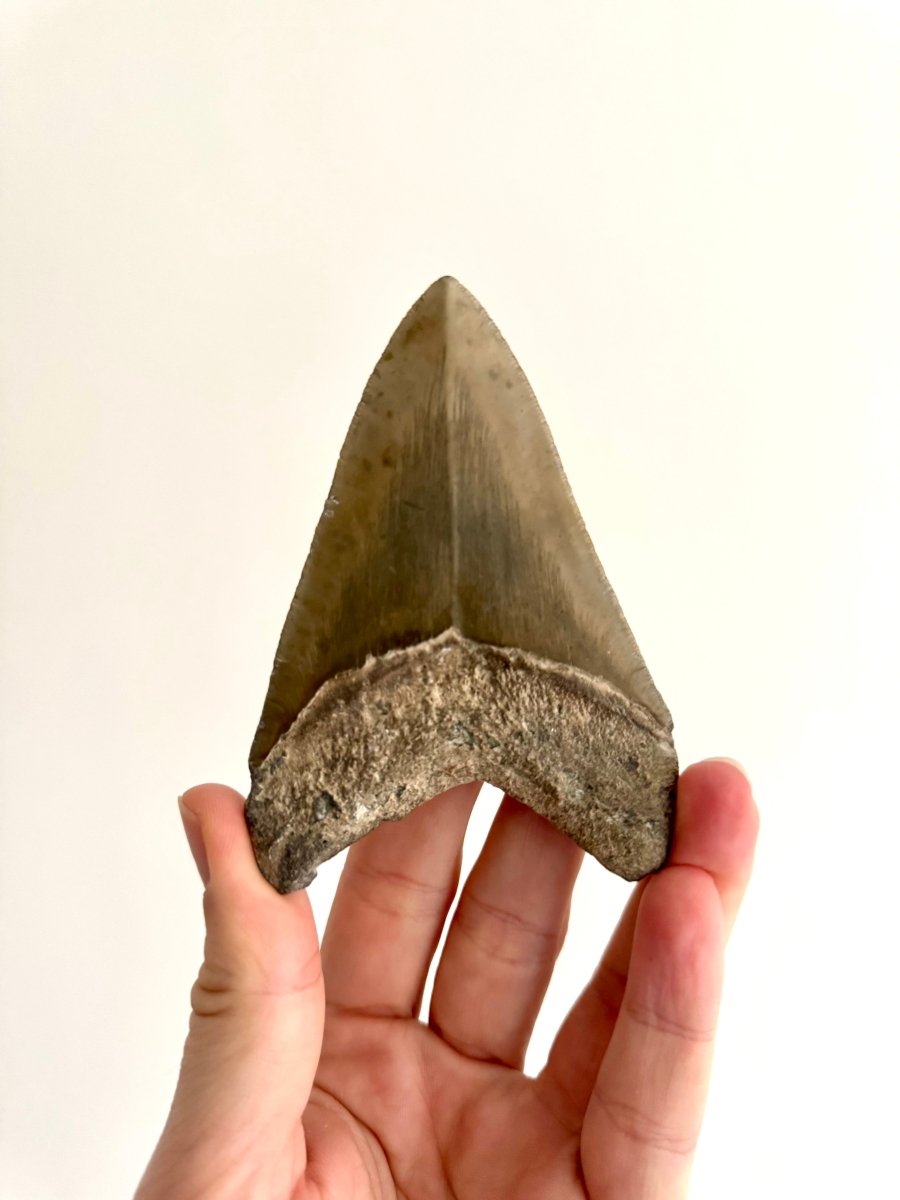 Megalodon tooth fossil (4.10") - Miocene, USA - FossilsAndMore