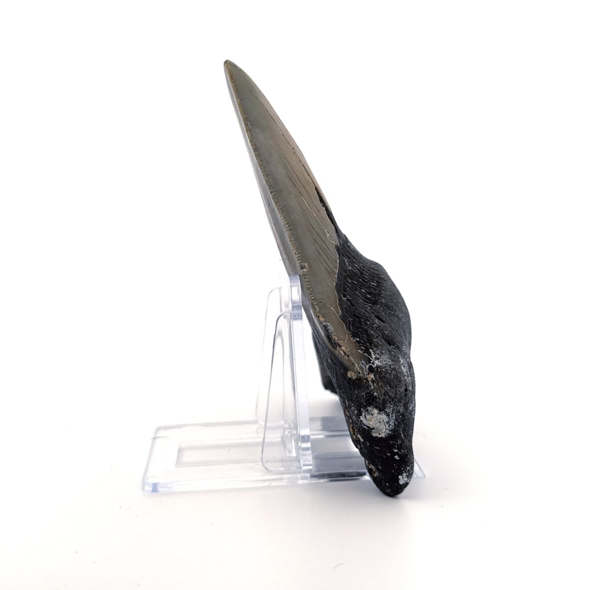 Megalodon tooth fossil (4.54") from Miocene, USA - FossilsAndMore