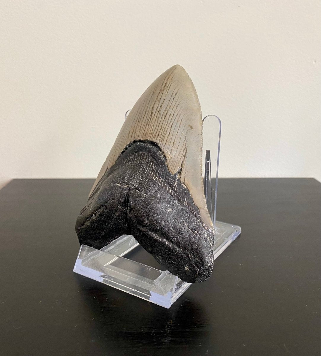 Megalodon tooth fossil (4.61") - Miocene period, USA - FossilsAndMore