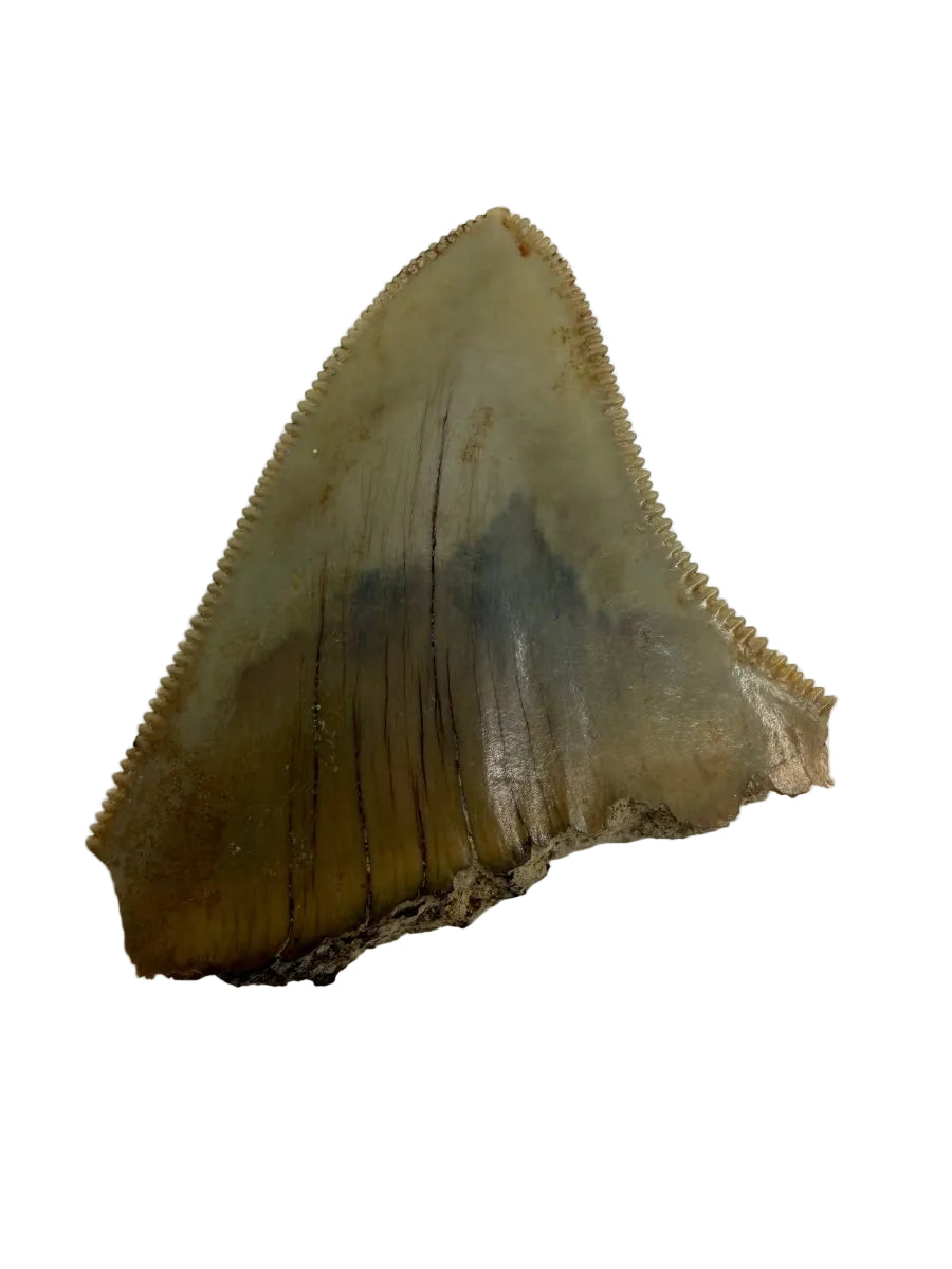 Megalodon Tooth Fragment from Indonesia | 1.75" - FossilsAndMore