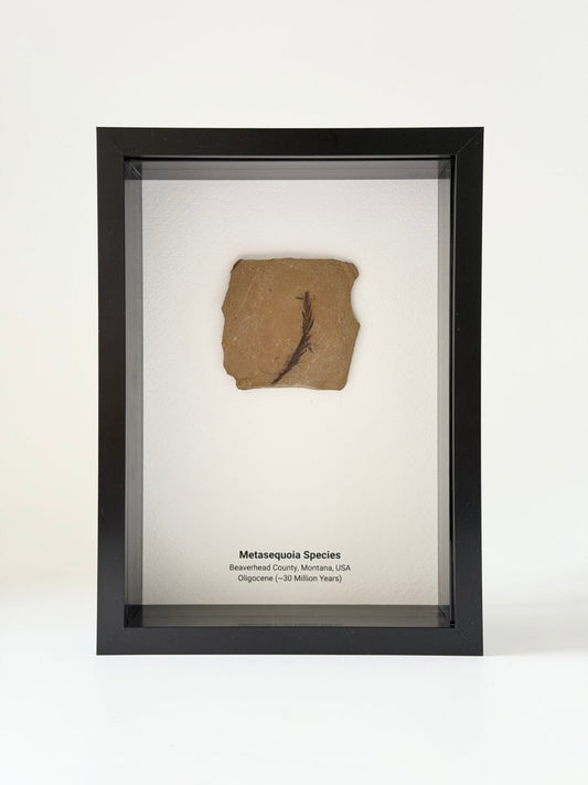 Metasequoia species Fossil Leaf in Large Shadow Box Frame - FossilsAndMore