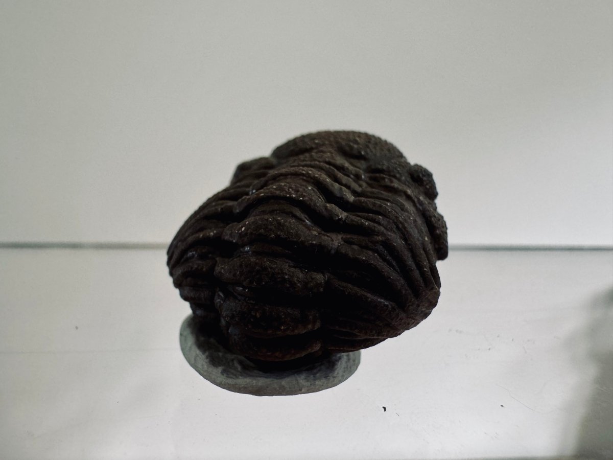 Morocops Trilobite fossil rolled up, Devonian period (1.13") - FossilsAndMore