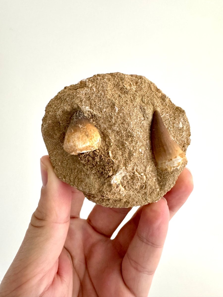 Mosasaur and Globidens Teeth on Matrix – Morocco, Late Cretaceous - FossilsAndMore