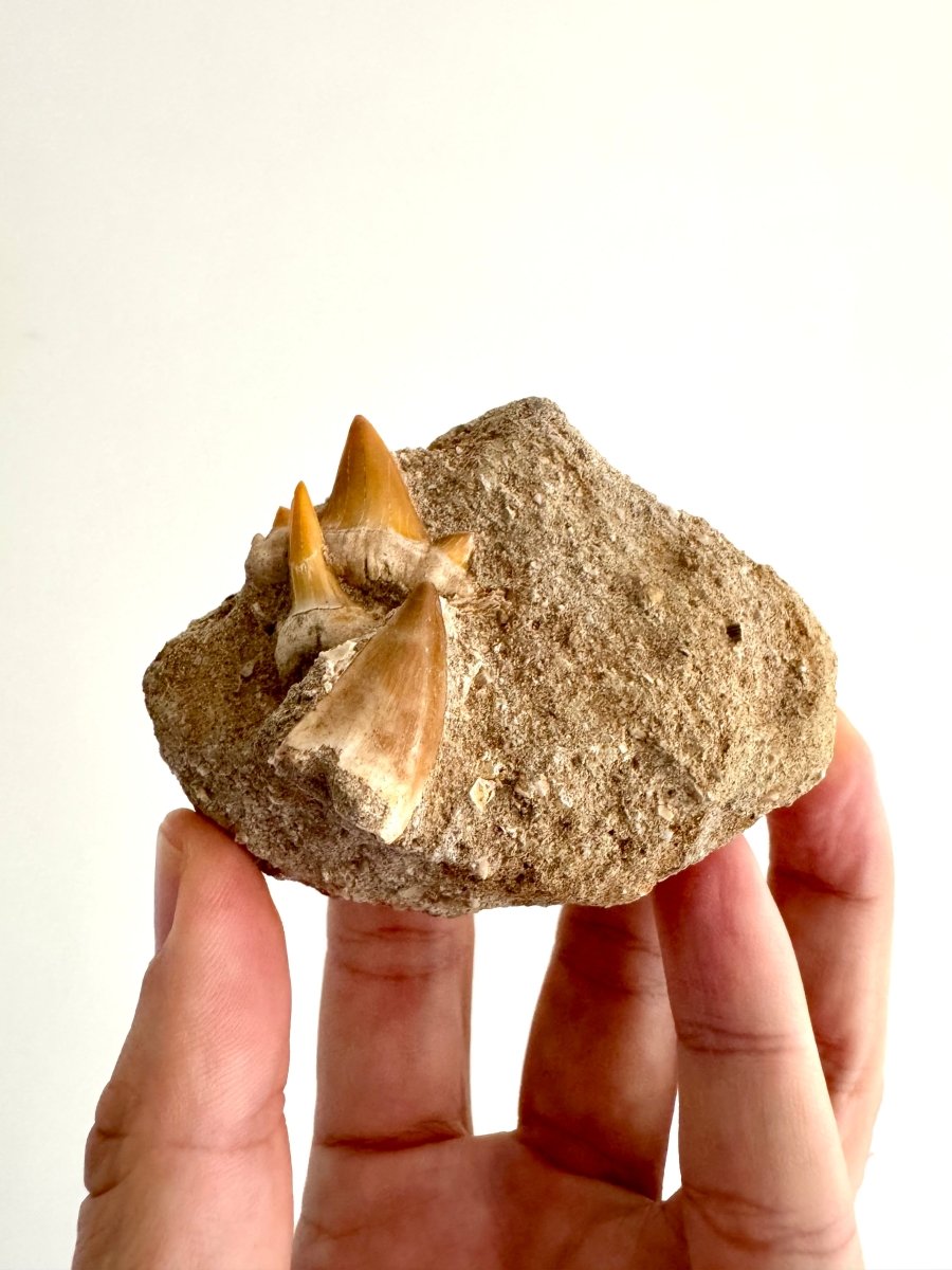 Mosasaur and Two Shark teeth fossils on Matrix – Morocco, Late Cretaceous - FossilsAndMore