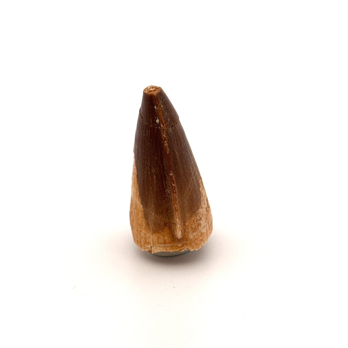 Mosasaur fossil tooth (1.74") from Morocco - FossilsAndMore
