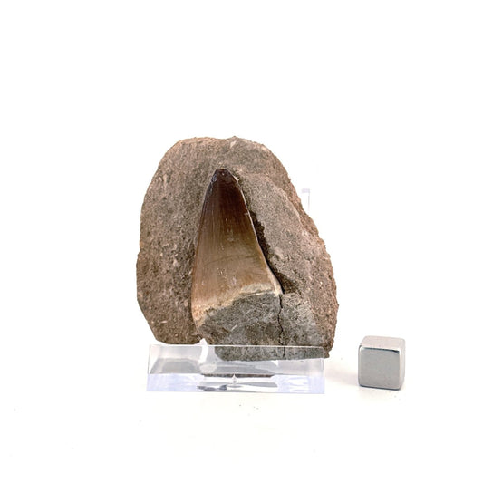 Mosasaur Tooth (1.38") on Matrix from Morocco, Late Cretaceous - FossilsAndMore