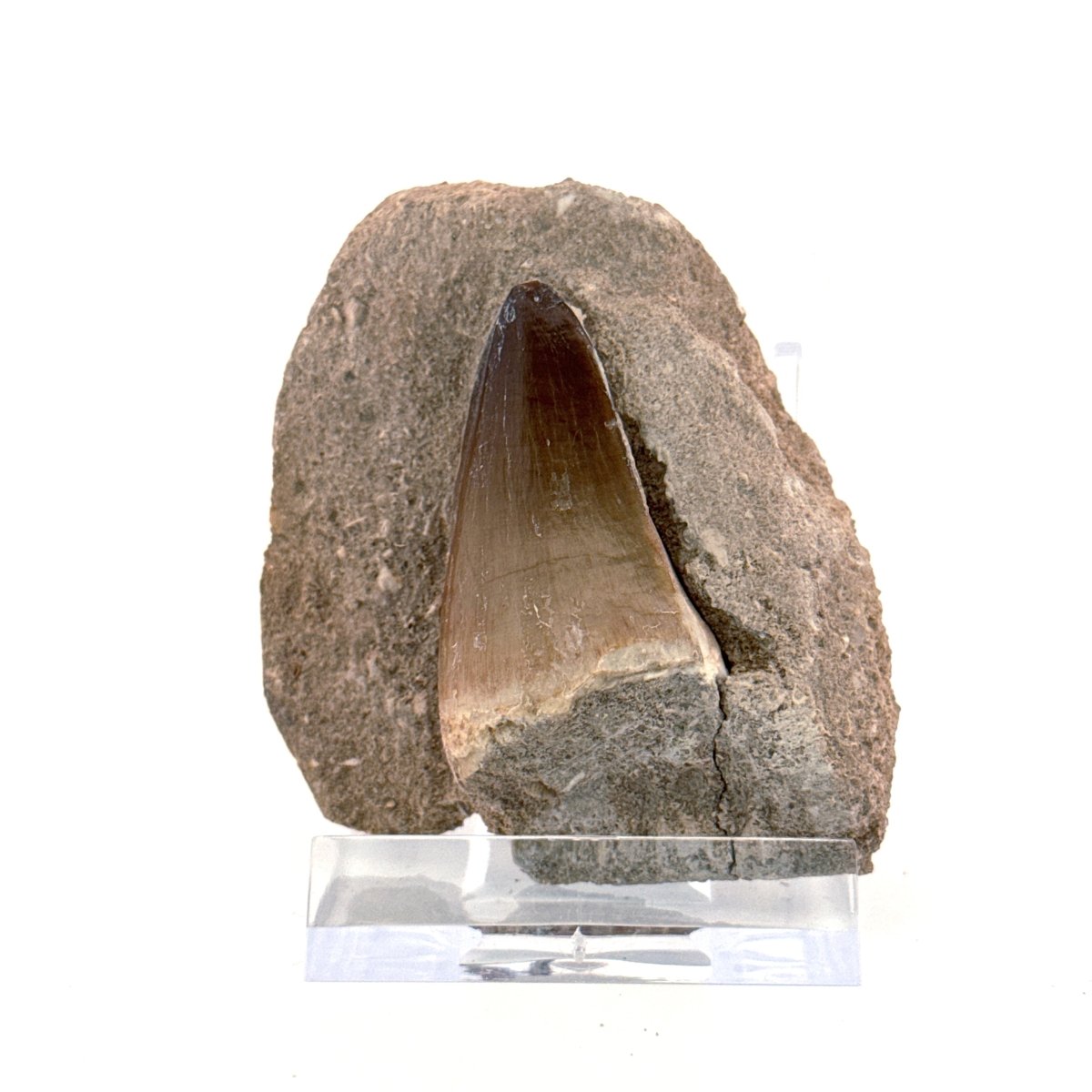 Mosasaur Tooth (1.38") on Matrix from Morocco, Late Cretaceous - FossilsAndMore