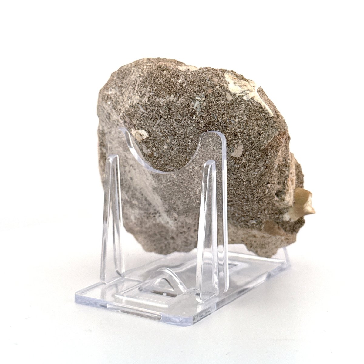 Mosasaur Tooth (1.46") on Matrix from Morocco, Late Cretaceous - FossilsAndMore