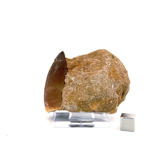 Mosasaur Tooth (1.84") on Matrix from Morocco, Late Cretaceous - FossilsAndMore