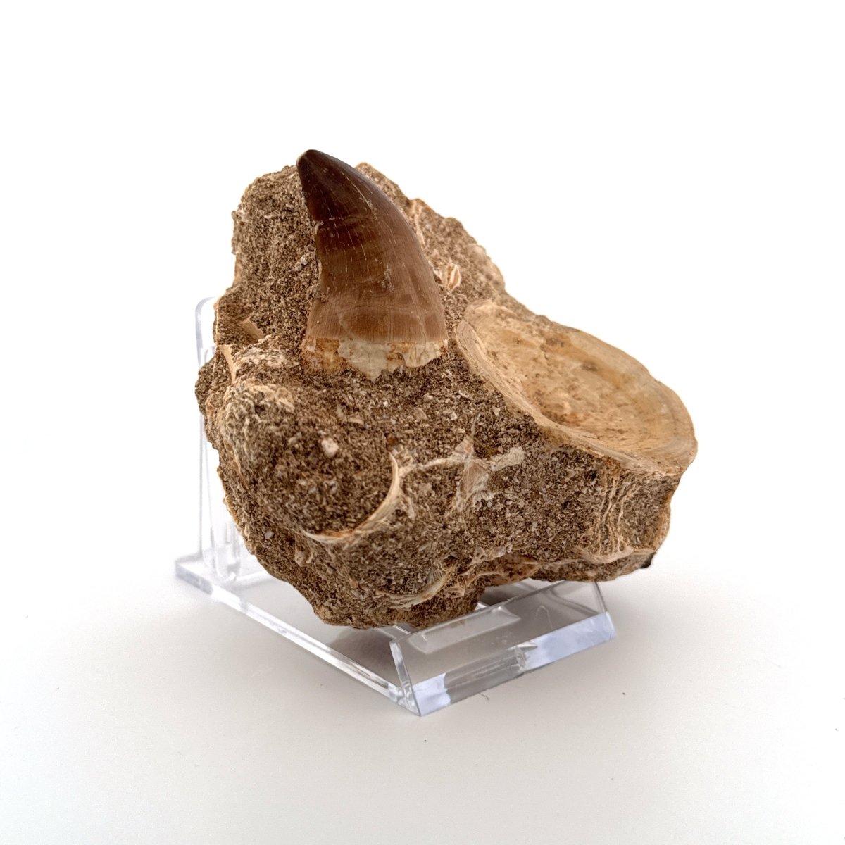 Mosasaur Tooth and Shark Vertebra on Matrix – Morocco, Late Cretaceous - FossilsAndMore