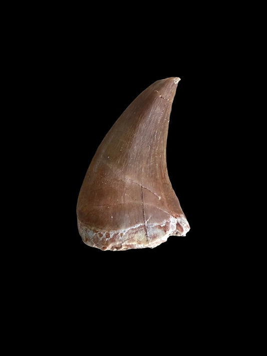 Mosasaur tooth fossil from Late Cretaceous, Morocco | 1.13" - FossilsAndMore