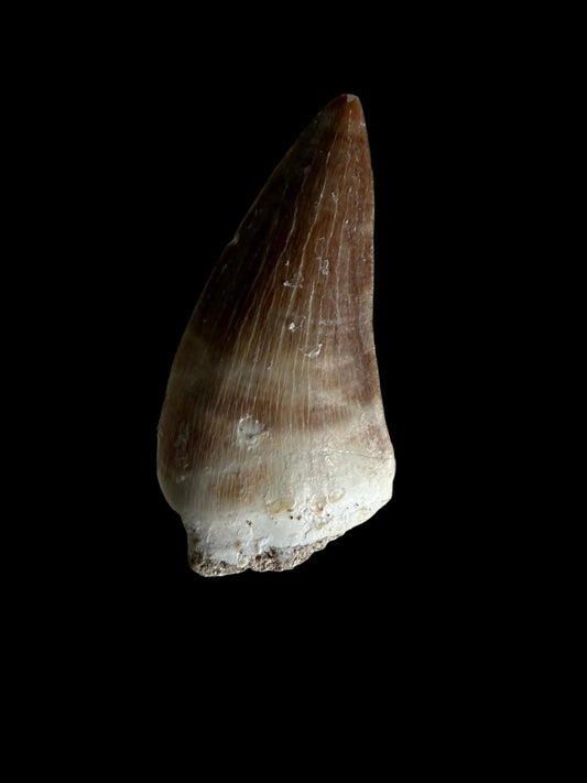 Mosasaur tooth fossil from Late Cretaceous, Morocco | 1.47" - FossilsAndMore