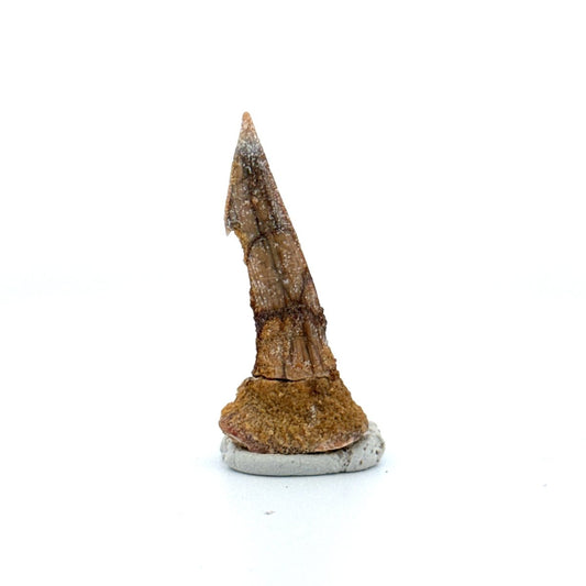 Onchopristus Rostral Spine/tooth, Sawfish Fossil (1.66") – Cretaceous, Morocco - FossilsAndMore