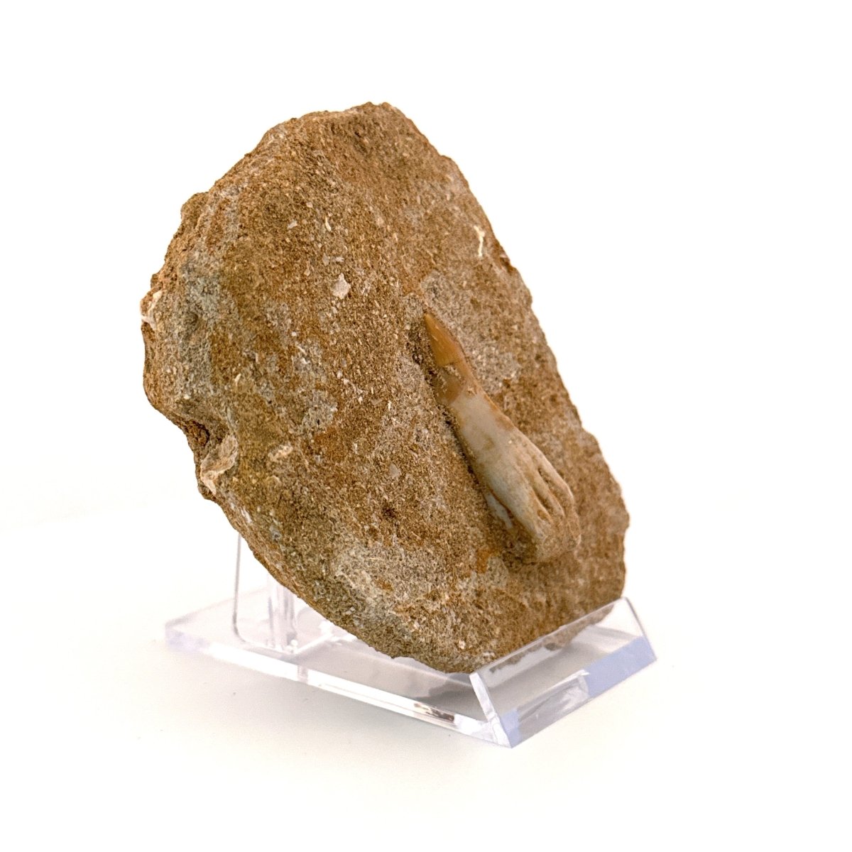 Onchosaurus Marocanus Rostral Tooth Fossil (1.55") – Cretaceous, Morocco - FossilsAndMore