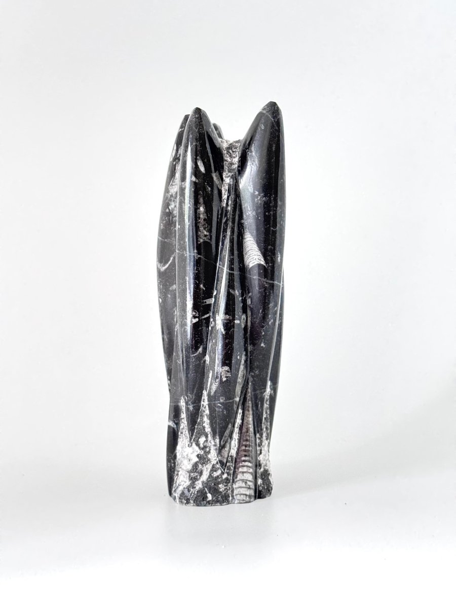 Orthoceras Cephalopod Fossil (+/- 8.00") - Devonian, Morocco - FossilsAndMore