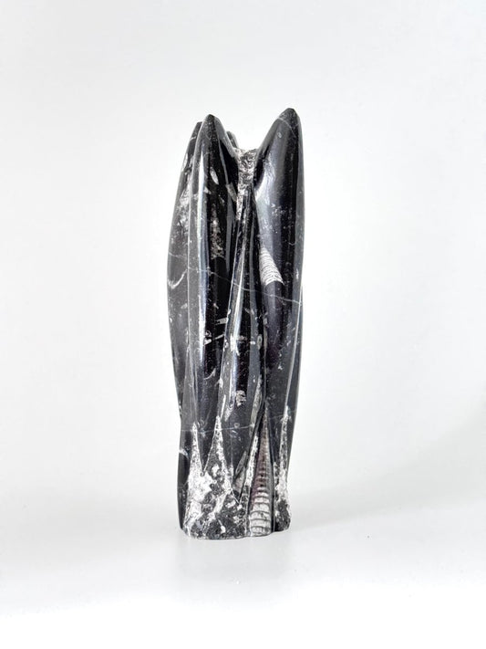 Orthoceras Cephalopod Fossil (+/- 8.00") - Devonian, Morocco - FossilsAndMore