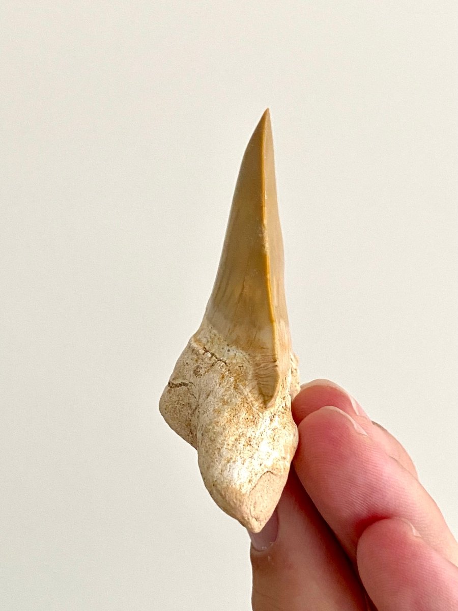 Otodus obliquus Fossil Shark Tooth (2.69") – Eocene, Morocco - FossilsAndMore