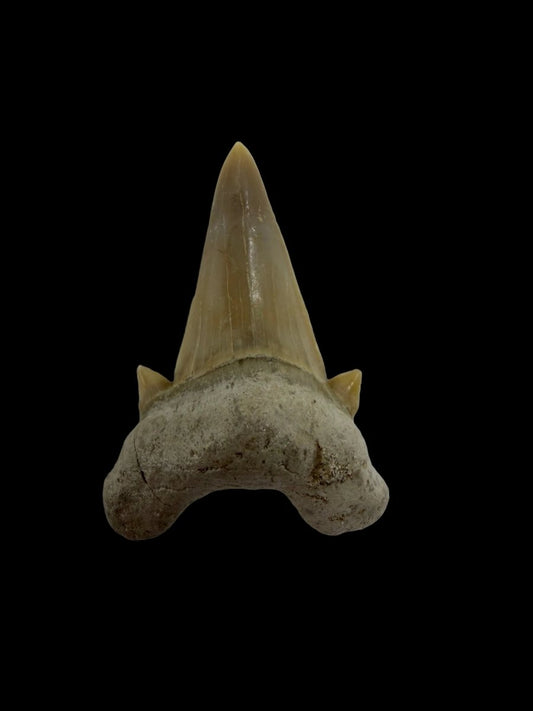 Otodus obliquus Fossil Shark Tooth from Eocene, Morocco | 1.62" - FossilsAndMore