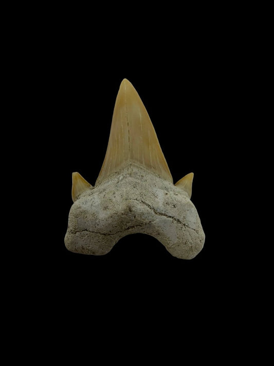 Otodus obliquus Fossil Shark Tooth from Eocene, Morocco | 1.64" - FossilsAndMore