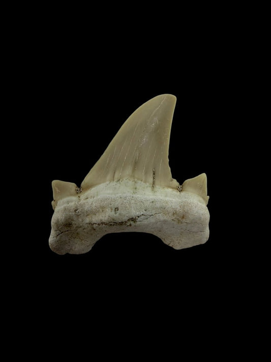 Otodus obliquus Fossil Shark Tooth from Eocene, Morocco | 1.66" - FossilsAndMore