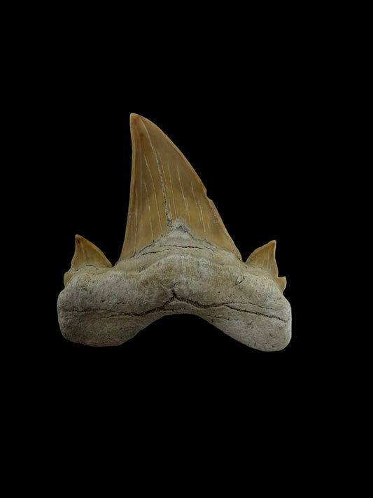 Otodus obliquus Fossil Shark Tooth from Eocene, Morocco | 1.72" - FossilsAndMore