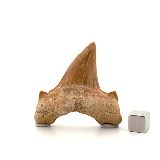 Otodus obliquus Fossil Shark Tooth from Eocene, Morocco (2.26") - FossilsAndMore