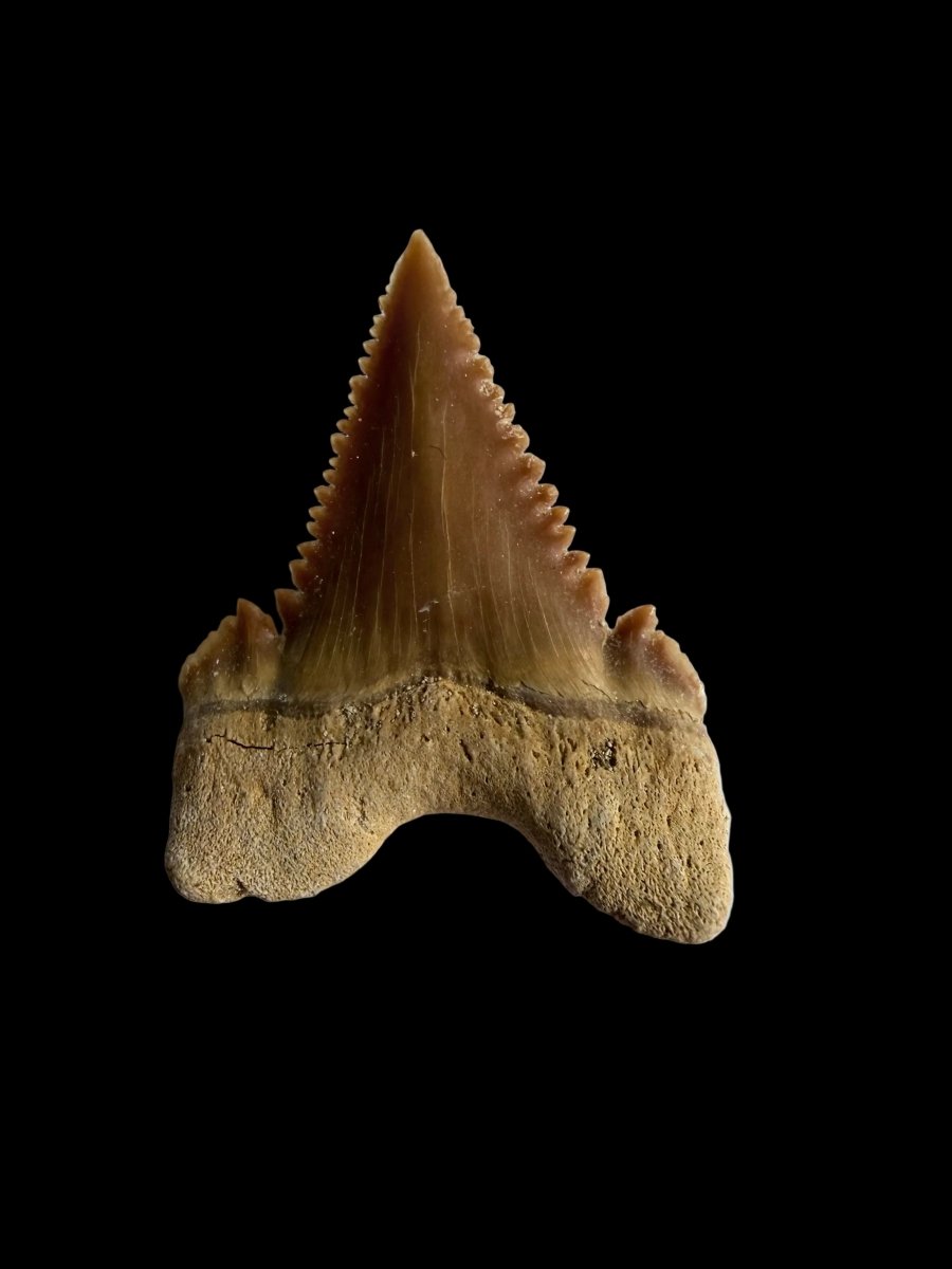 Palaeocarcharodon orientalis Fossil Tooth from Morocco | 1.13" - FossilsAndMore