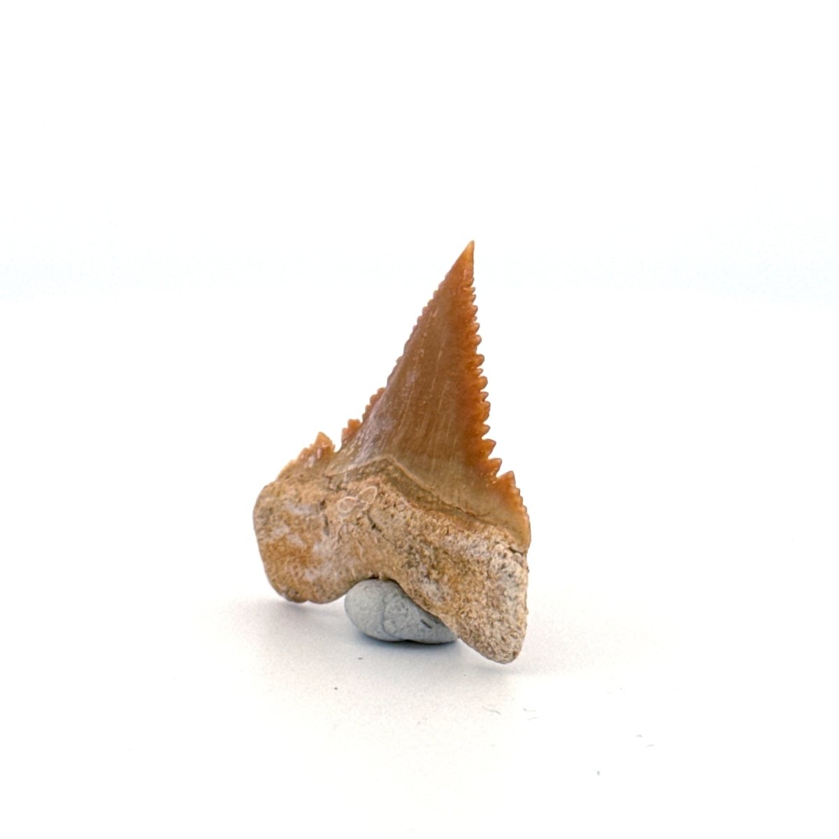 Palaeocarcharodon orientalis Tooth (1.10") from Morocco - FossilsAndMore