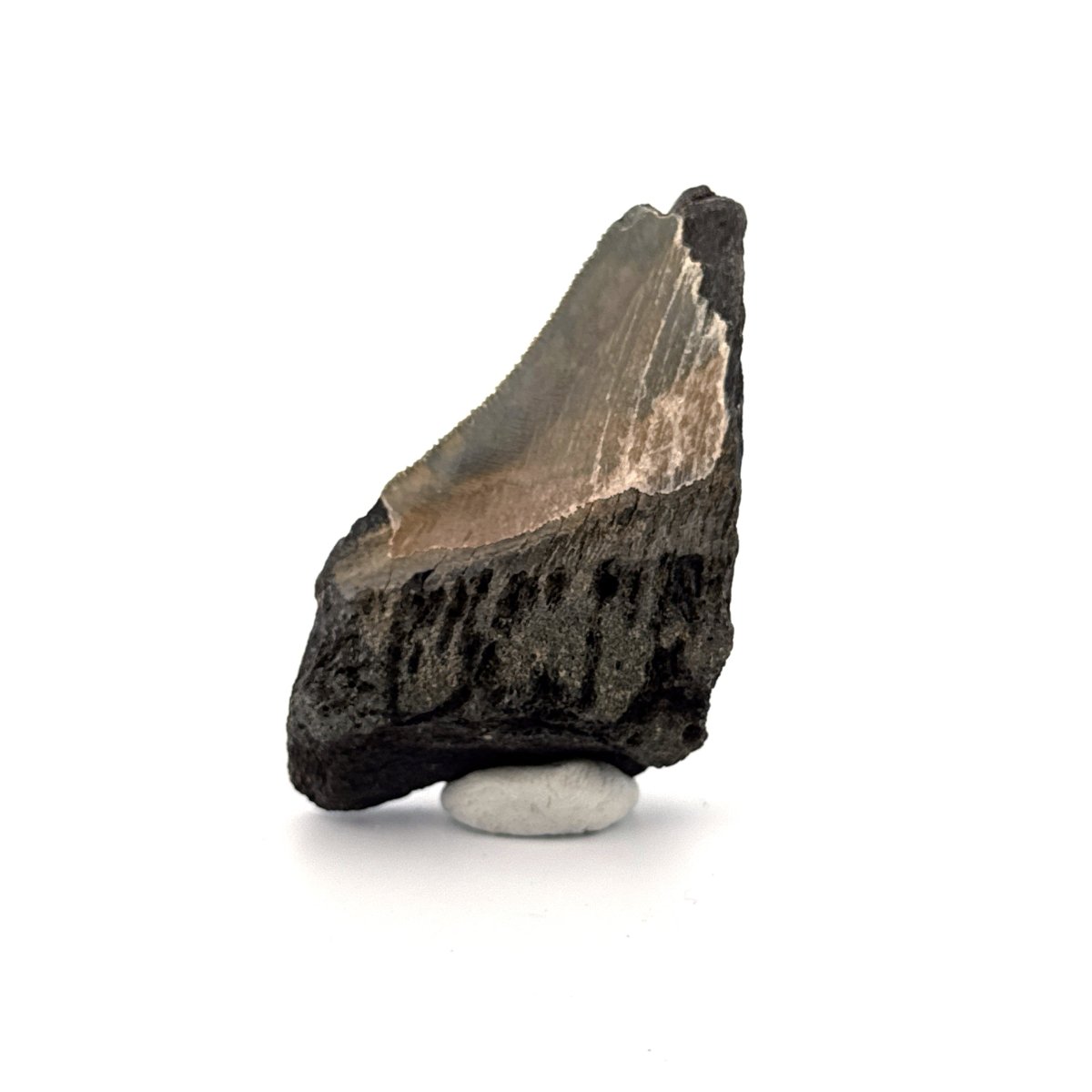 Partial Megalodon Tooth (2.79") from Antwerp Region – Authentic Miocene Shark Fossil - FossilsAndMore