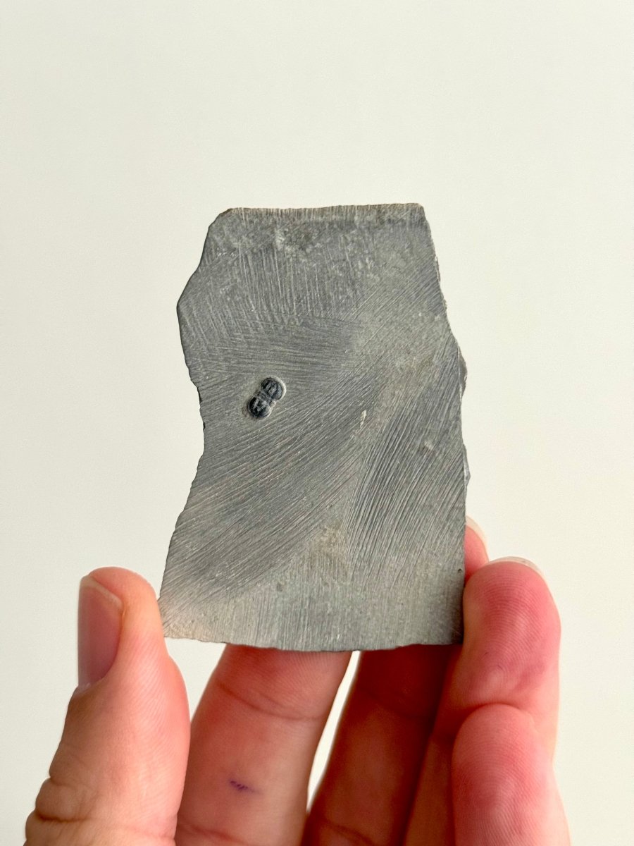 Peronopsis interstrictus Trilobite Fossil on matrix – Cambrian, Utah, USA (P005) - FossilsAndMore