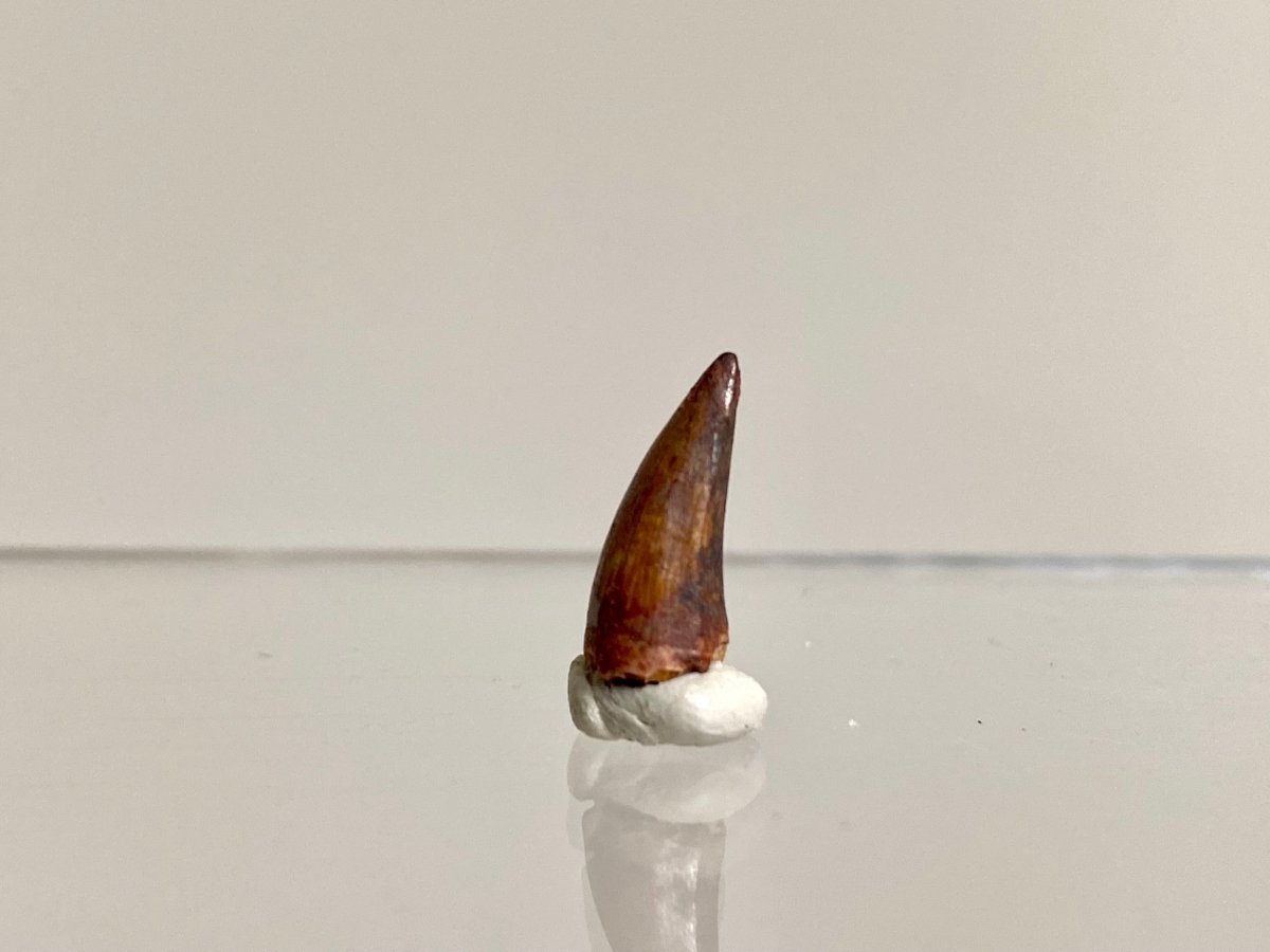 Phytosaur fossils tooth, Redondasaurus (0.54") - Late Triassic, USA - FossilsAndMore