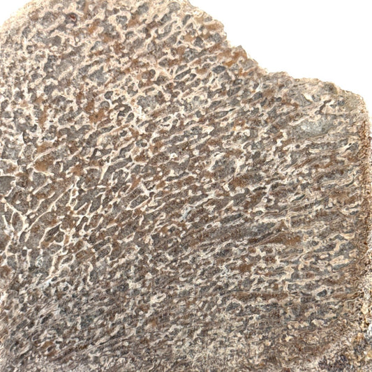 Polished Jurassic Sauropod Dinosaur Bone | 149 Grams - FossilsAndMore