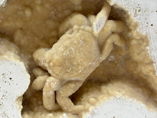 Potamon Fossil Crab on Travertine Matrix (2.16") – Pleistocene period, Turkey - FossilsAndMore
