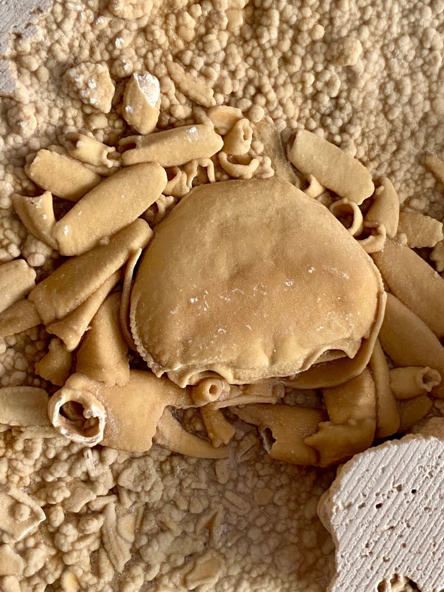 Potamon Fossil Crab on Travertine Matrix (3.08") – Pleistocene period, Turkey - FossilsAndMore