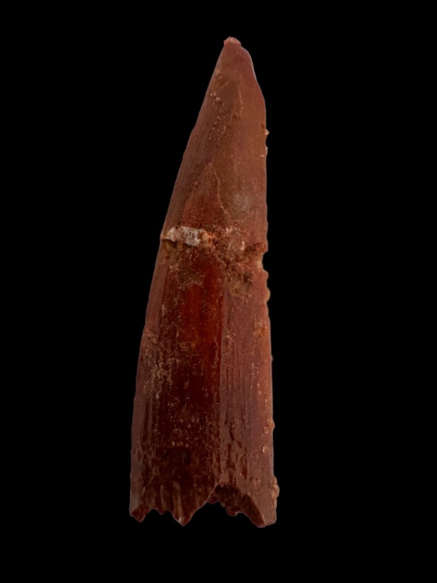 Pterosaur fossil tooth (1.05") - Late Cretaceous, Morocco - FossilsAndMore