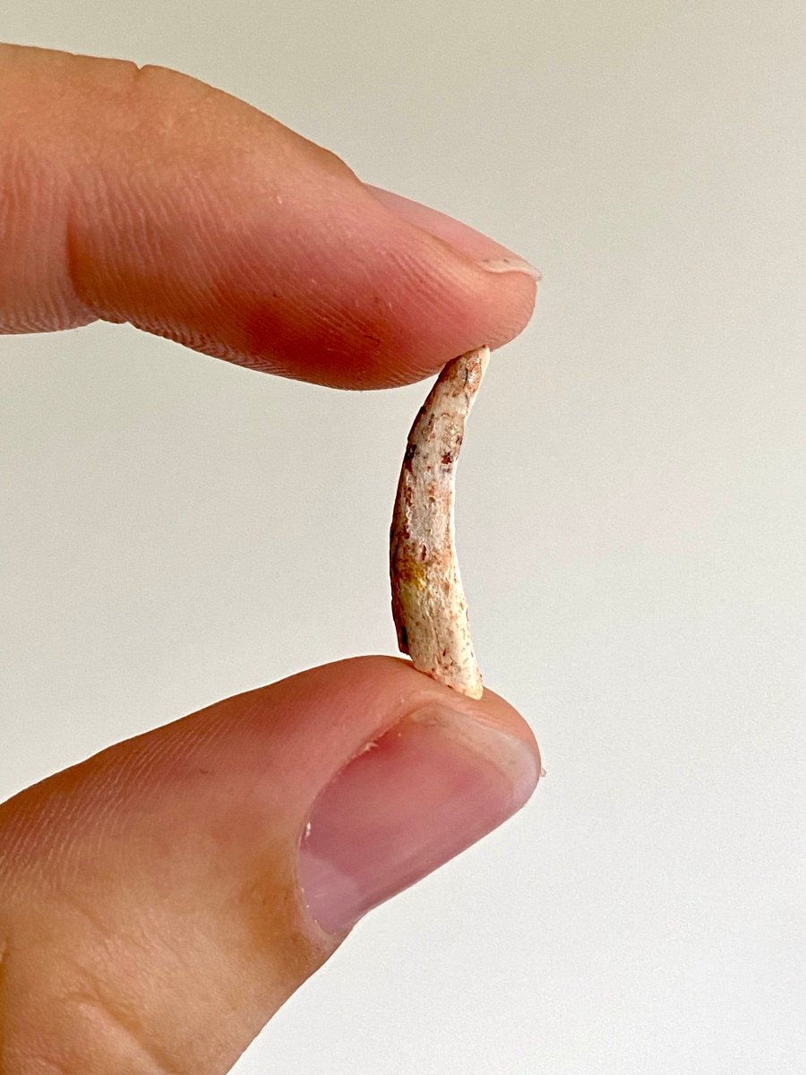 Pterosaur fossil tooth (Siroccopteryx), flying reptile, dinosaur age (0.87") - FossilsAndMore