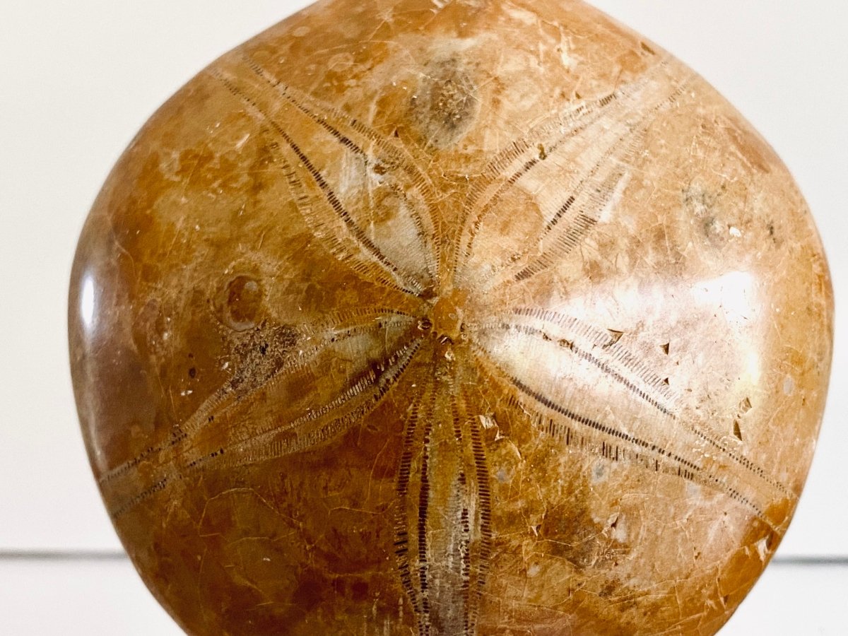 Pygurus Marmonti, 150 million years old fossil sea urchin, from Madagascar (2.51") - FossilsAndMore