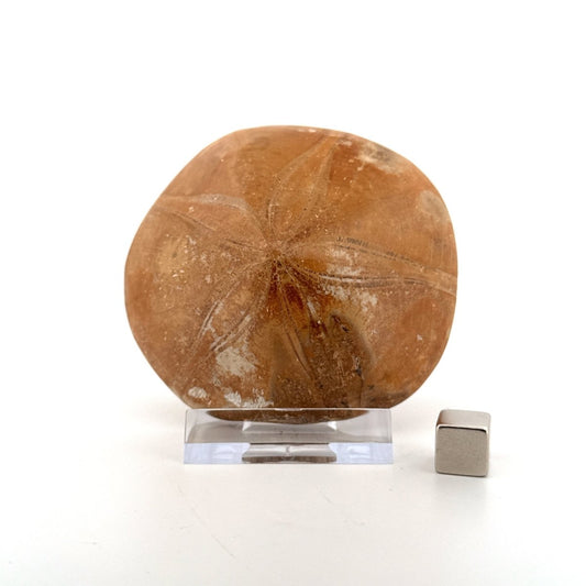 Pygurus Marmonti, 150 million years old fossil sea urchin, from Madagascar (2.91") - FossilsAndMore