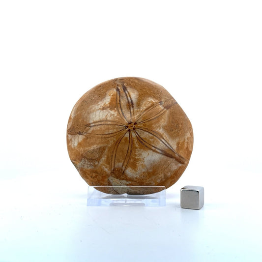 Pygurus Marmonti, sea urchin from Jurassic, Madagascar (2.88") - FossilsAndMore