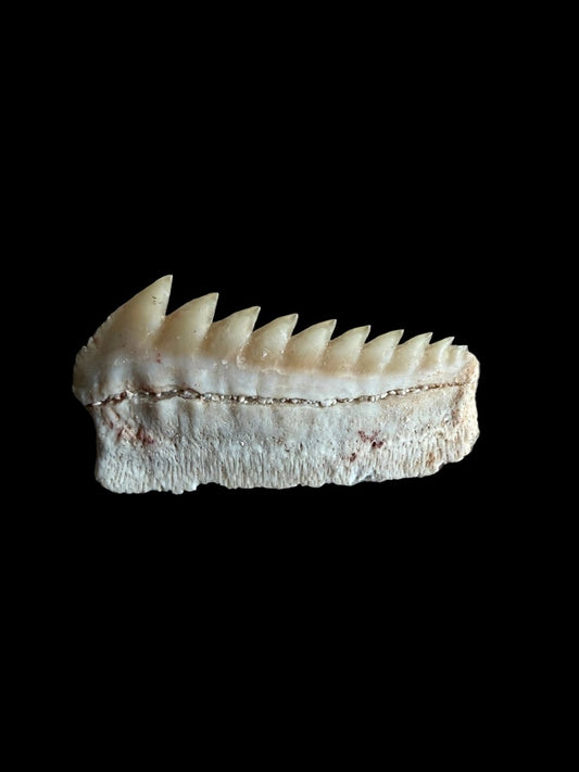 Rare Hexanchus microdon Fossil Shark Tooth - FossilsAndMore